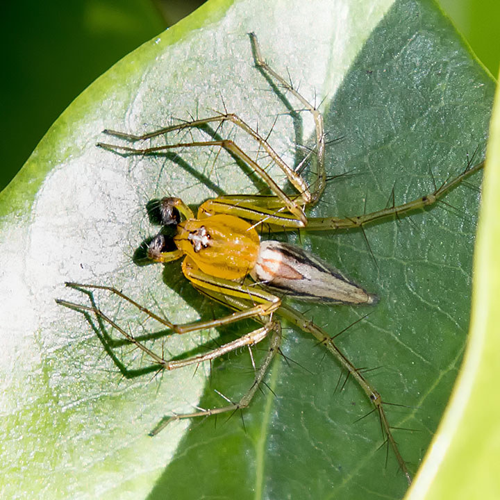 Lynx Spider (Oxyopes papuanus) (Oxyopes papuanus)
